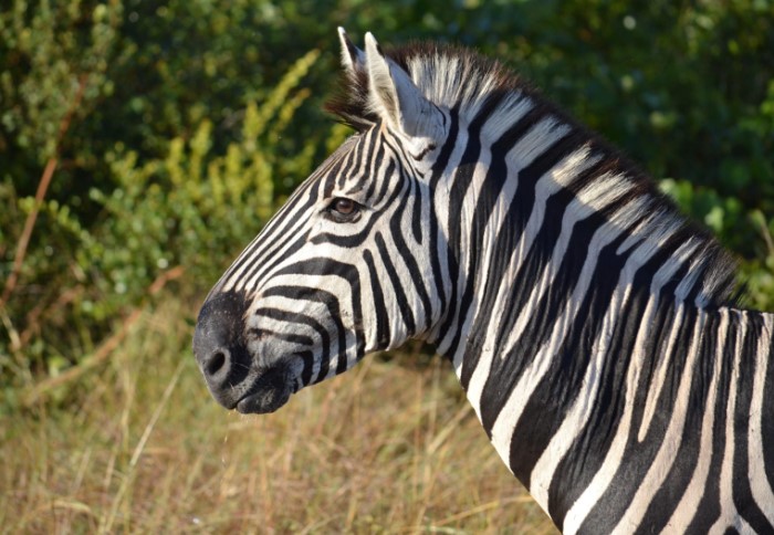 Черно-белые полосы на шкуре спасают зебр от назойливых насекомых / Фото: m-chu.ru