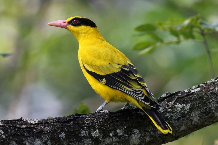  В переводе с языка Кандоши «желтый» обозначается как «птица с желтым оперением» / Фото: i.pinimg.com