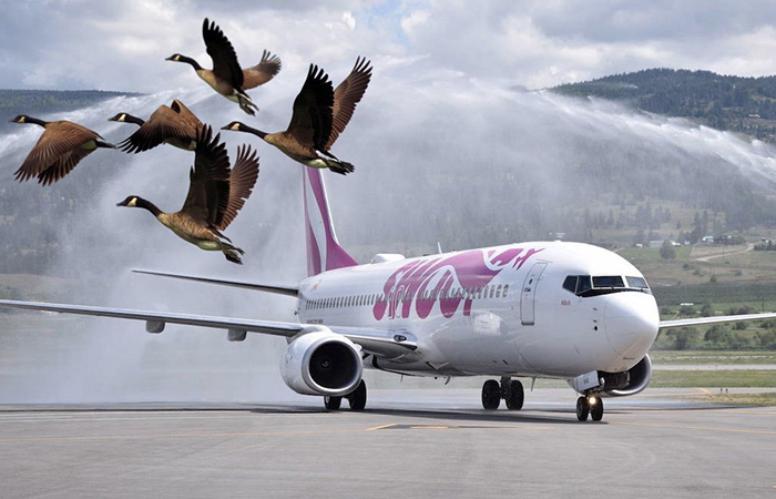 Птиц часто затягивает в двигатель Птиц часто затягивает в двигатель