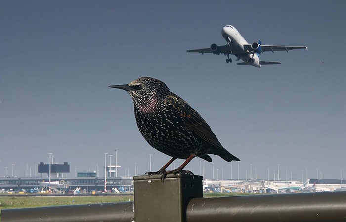 Птицы могут не реагировать на подлетающий самолёт Птицы могут не реагировать на подлетающий самолёт