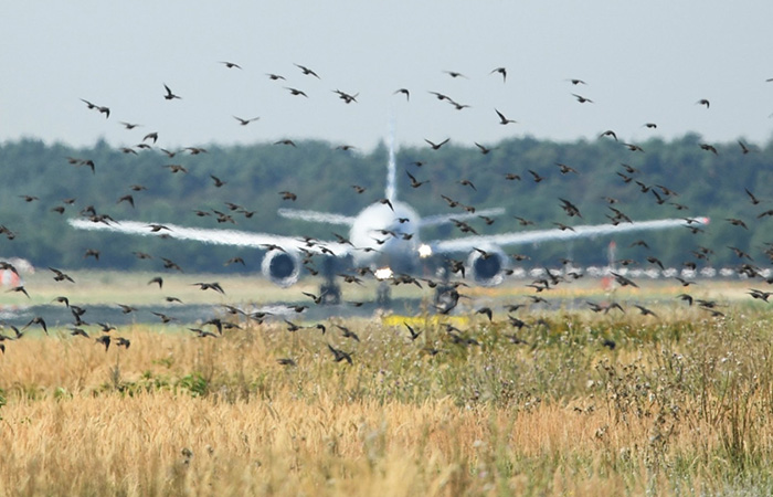 Главная угроза - скопления птиц Главная угроза - скопления птиц