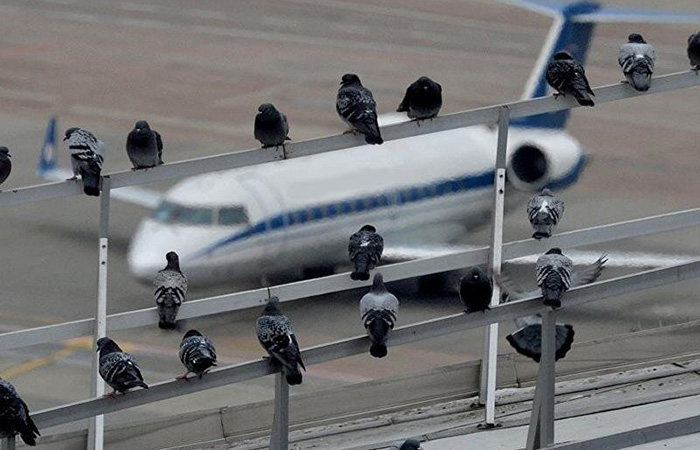 Сидящих рядом птиц легко затягивает в двигатели Сидящих рядом птиц легко затягивает в двигатели