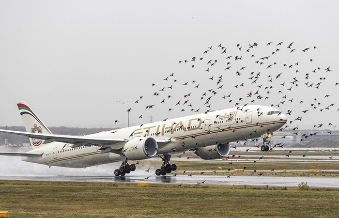 В некоторых местах птиц очень много В некоторых местах птиц очень много