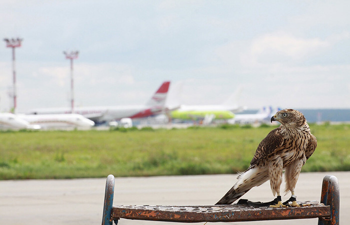 Иногда птиц разгоняют при помощи хищников Иногда птиц разгоняют при помощи хищников