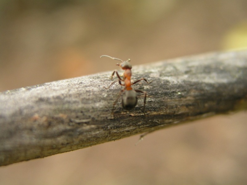 большие трудовые будни маленького муравья