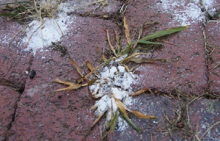 При помощи соли можно надолго избавиться от сорняков на дорожках из плит / Фото: 4tololo.ru