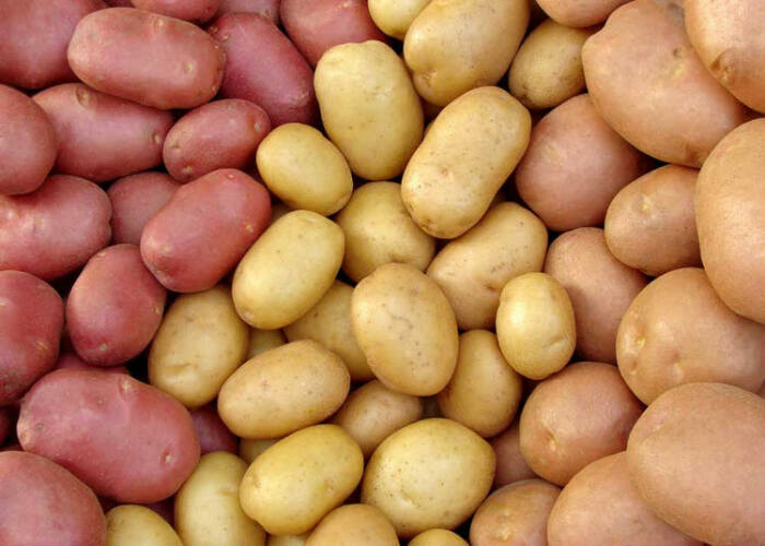 Как правильно хранить картофель, чтобы он пережил зиму не испортившись