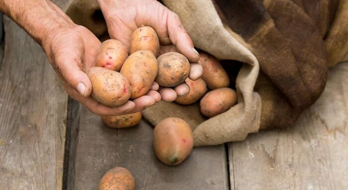 Пересмотр картошки / Фото: ofazende.ru