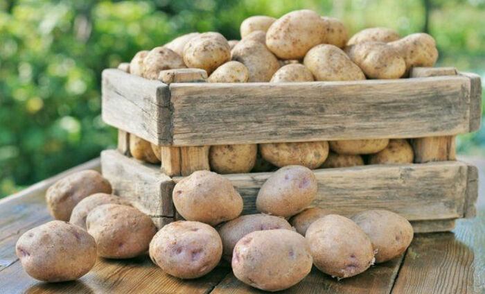 Как правильно хранить картофель, чтобы он пережил зиму не испортившись