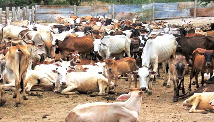 Те крестьяне, которые не хотели отдавать колхозам свой скот, убивали животных. /Фото:malayaleevision.com