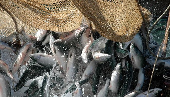 Советское правительство всерьез занялось вопросами добычи рыбы и ее внедрения в рацион питания населения/фото:rosng.ru