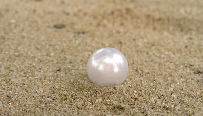 Считается, что первобытный человек случайно обнаружил жемчужину на берегу моря, когда искал для себя пищу/Фото:todoendios.com