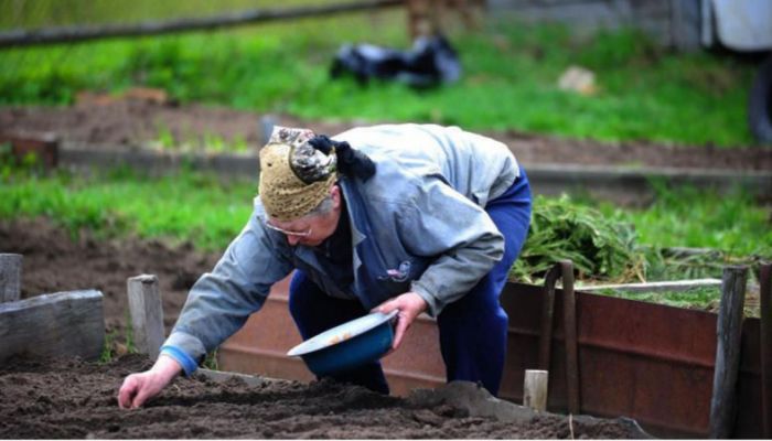 Многие советские граждане проводили отпуск на даче, занимаясь садом, огородом и консервированием/Фото:tolknews.ru