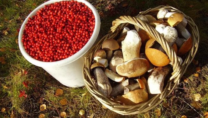 Помимо магазинной еды, советские туристы собирали ягоды и грибы, попадавшиеся им на пути/Фото: agronom-world.ru