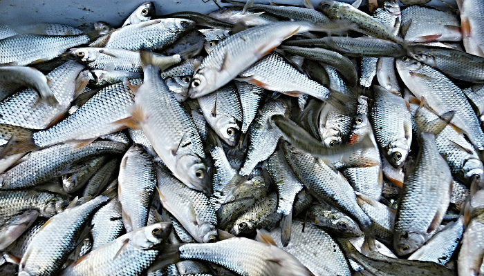 В отличие от мяса, рыбы в СССР было более чем достаточно/Фото:nafone.com