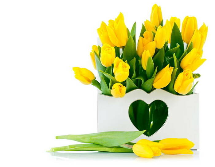 Желтые тюльпаны - вестники разлуки? / Фото: wallpaperbetter.com