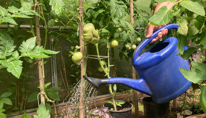 Помимо воды корням томатов нужен и воздух, а земля на наших огородах часто слипается коркой после полива. Поэтому не забывайте о рыхлениях почвы./ Фото: profile.ru
