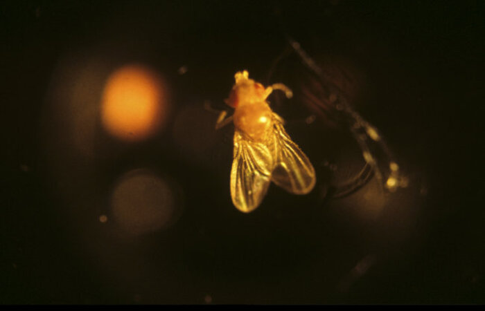 Ученые из Токио провели эксперимент и доказали, что мухи в темноте теряют память, например, это может касаться травмирующих событий их жизни. / Фото: rg.ru