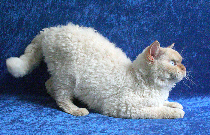 В России порода достаточно редкая и дорогая, цена стандартных котят — около $1000. / Фото: ilike.pet