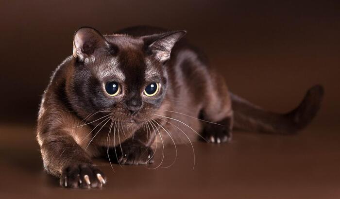 Бурманская кошка. / Фото: lapkins.ru
