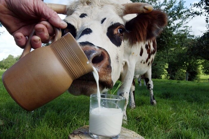  Натуральное молоко может подойти не для всех / Фото: сельхозпортал.рф