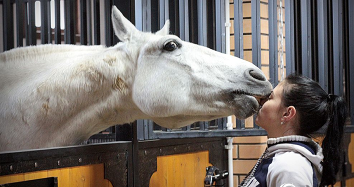  Встречаются очень чувствительные и ранимые кони / Фото: petruhino-horse.ru
