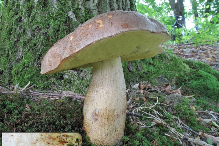  Полубелый гриб, внесён в Красную книгу и перечень / Фото: wikigrib.ru
