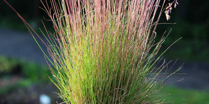 Овсянница - низкорослая трава.