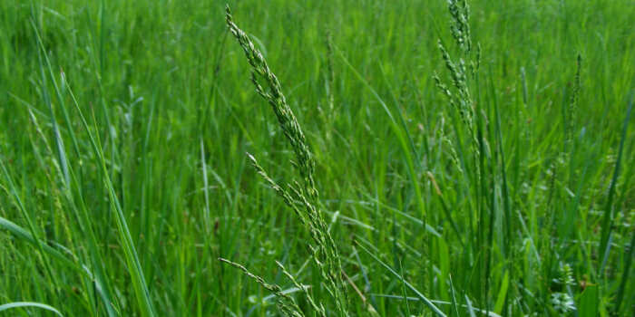 Мятлик - растение, подходящее для газона. 