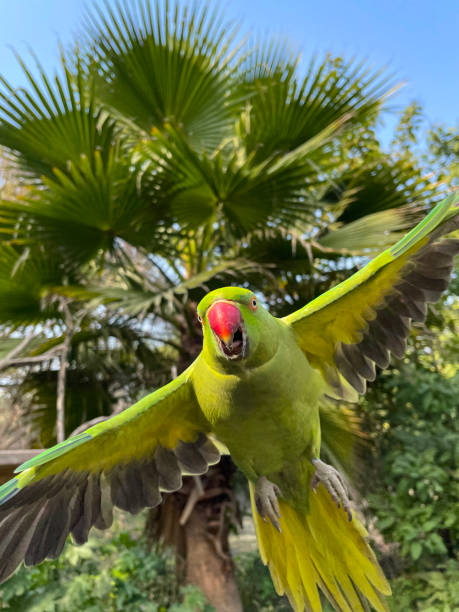 Попугаев только продавали Фото:istockphoto.com