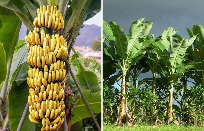 В Советский Союз бананы завозили из Китая, Вьетнама и Кубы 