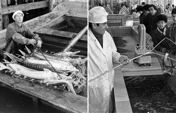 Рыбная промышленность была достаточно хорошо развита в СССР 