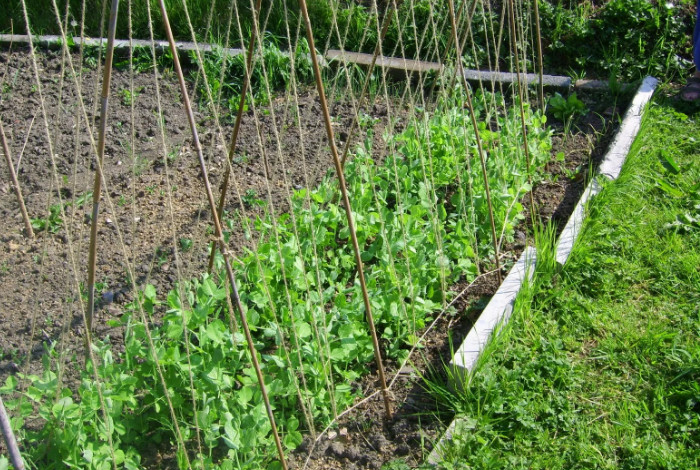 Сначала горошек консервировали в бочках / Фото: agrogro.ru