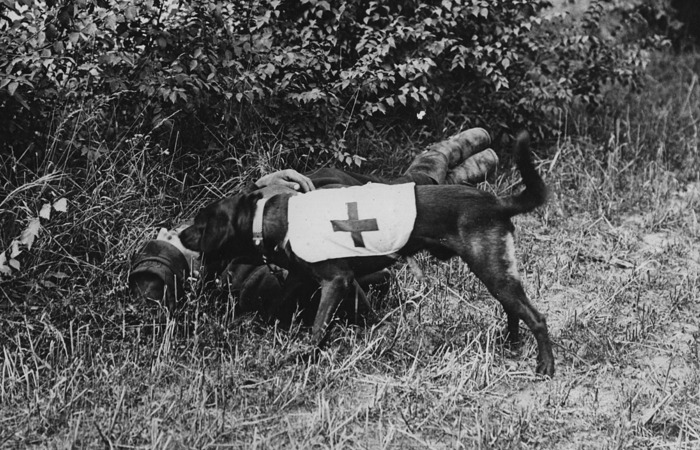 Собака помогает солдату / Фото: wiki2.org 
