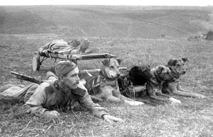 Солдат вместе с собаками / Фото: letsgophotos.ru