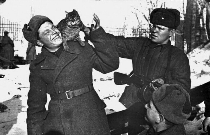 Иногда на помощь солдатам приходили обычные кошки / Фото:billionnews.ru 