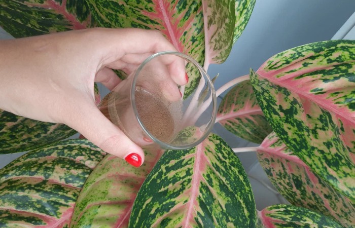 Бюджетная прикормка для комнатных растений.