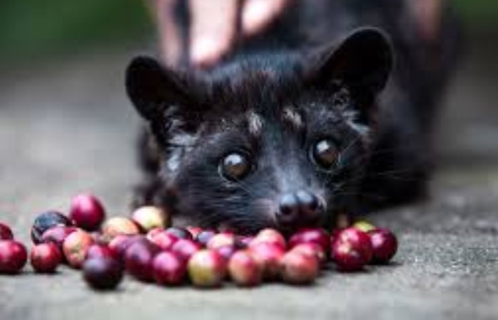 Очень странный способ получить дорогой кофе. Очень странный способ получить дорогой кофе.