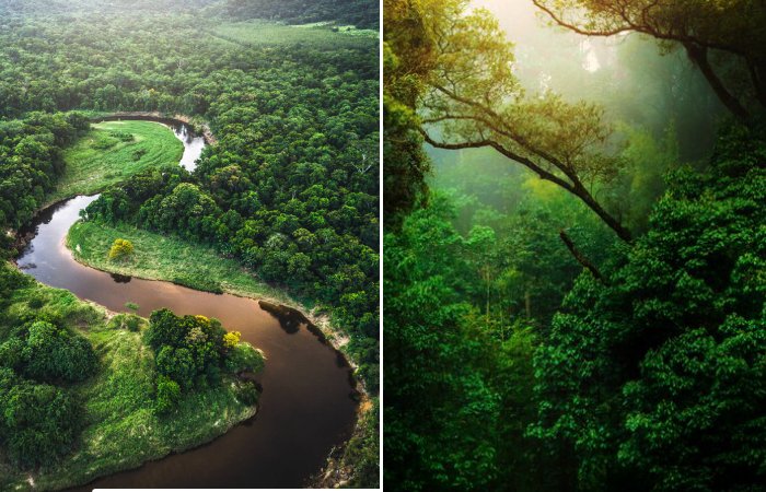 Тропический лес Амазонки