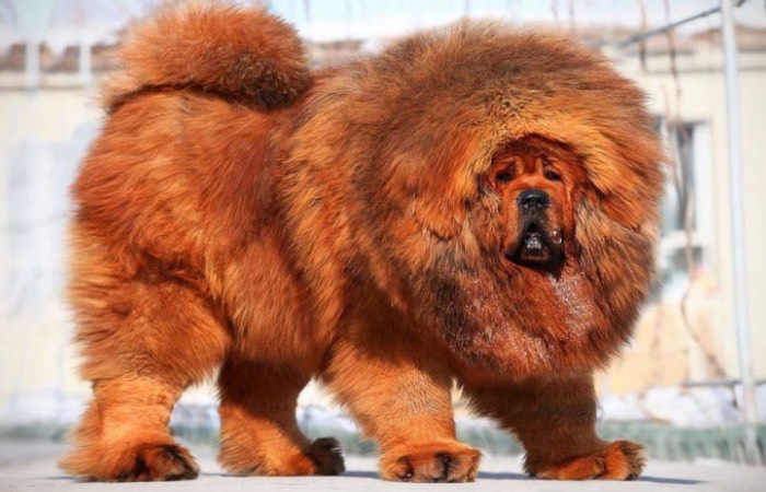 Самые грозные мастифы.