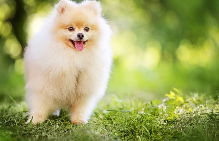 Самые знаменитые шпицы.