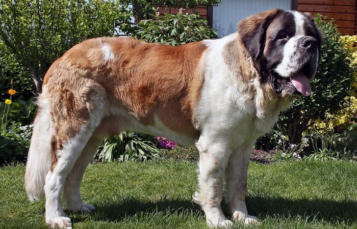 Самые добрые сенбернары.