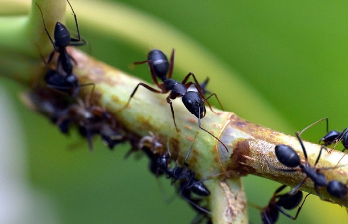 Муравьиная кислота считалась особым лакомством.