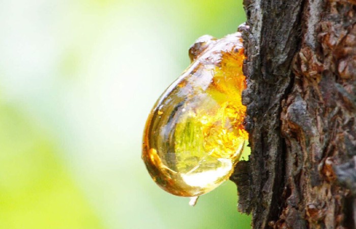 Смола напоминала жевательные конфеты.