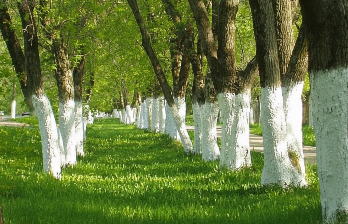 Во многих городах до сих пор красят деревья. Во многих городах до сих пор красят деревья.