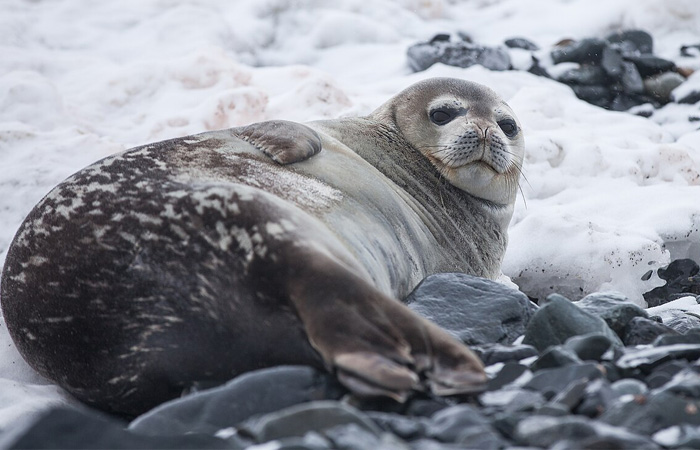 Тюлени могут хлопать ластами для устрашения соперника!