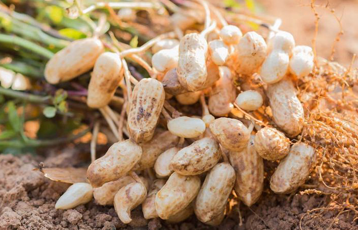 Земляной орех также попал под запрет в 15 веке.