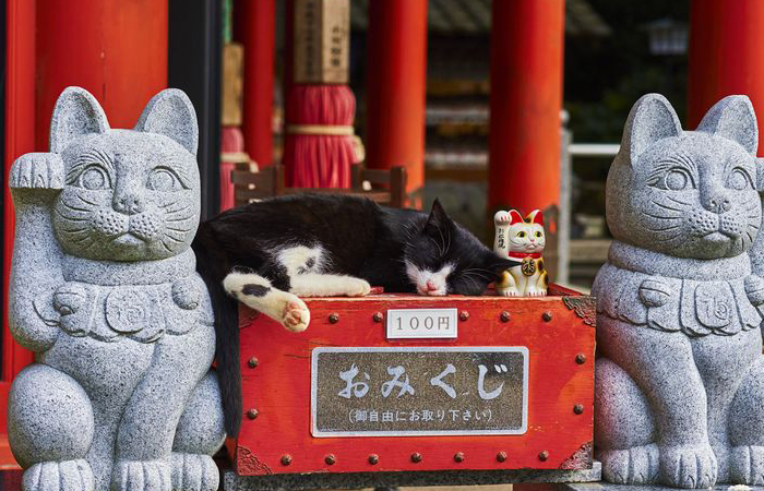 Японцы обожаю кошек!