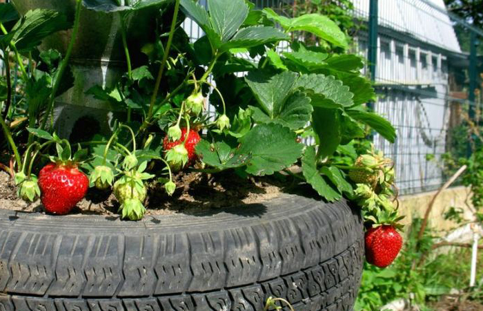 В жаркую погоду шины выделяют токсины.