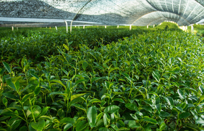 Сейчас существует три сорта матча.